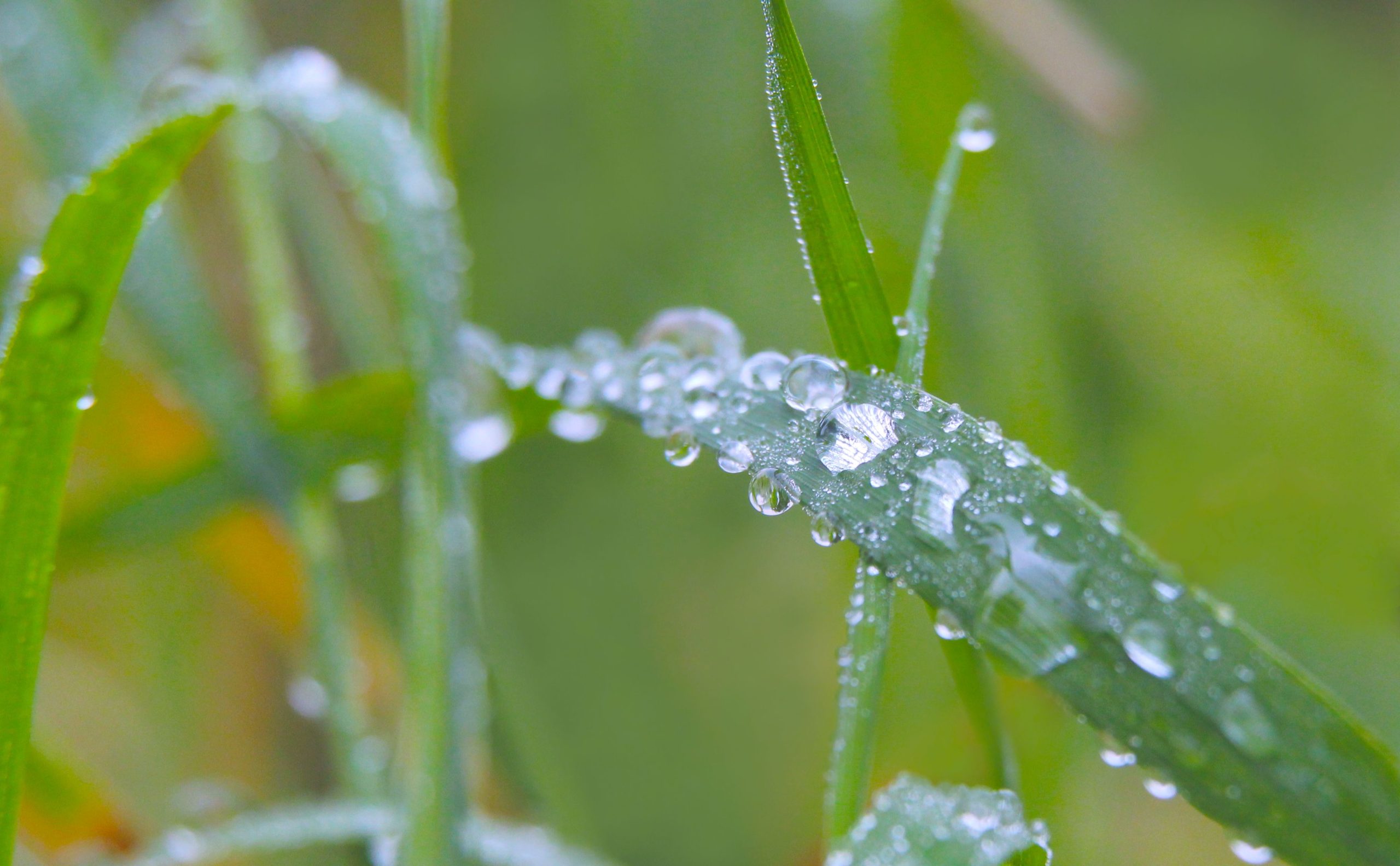 water from air dew droplets condensing on blades of grass in the morning